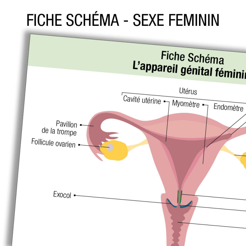 Fiche révision IFSI IDE Anatomie Apparariel urinaire Femme Schema