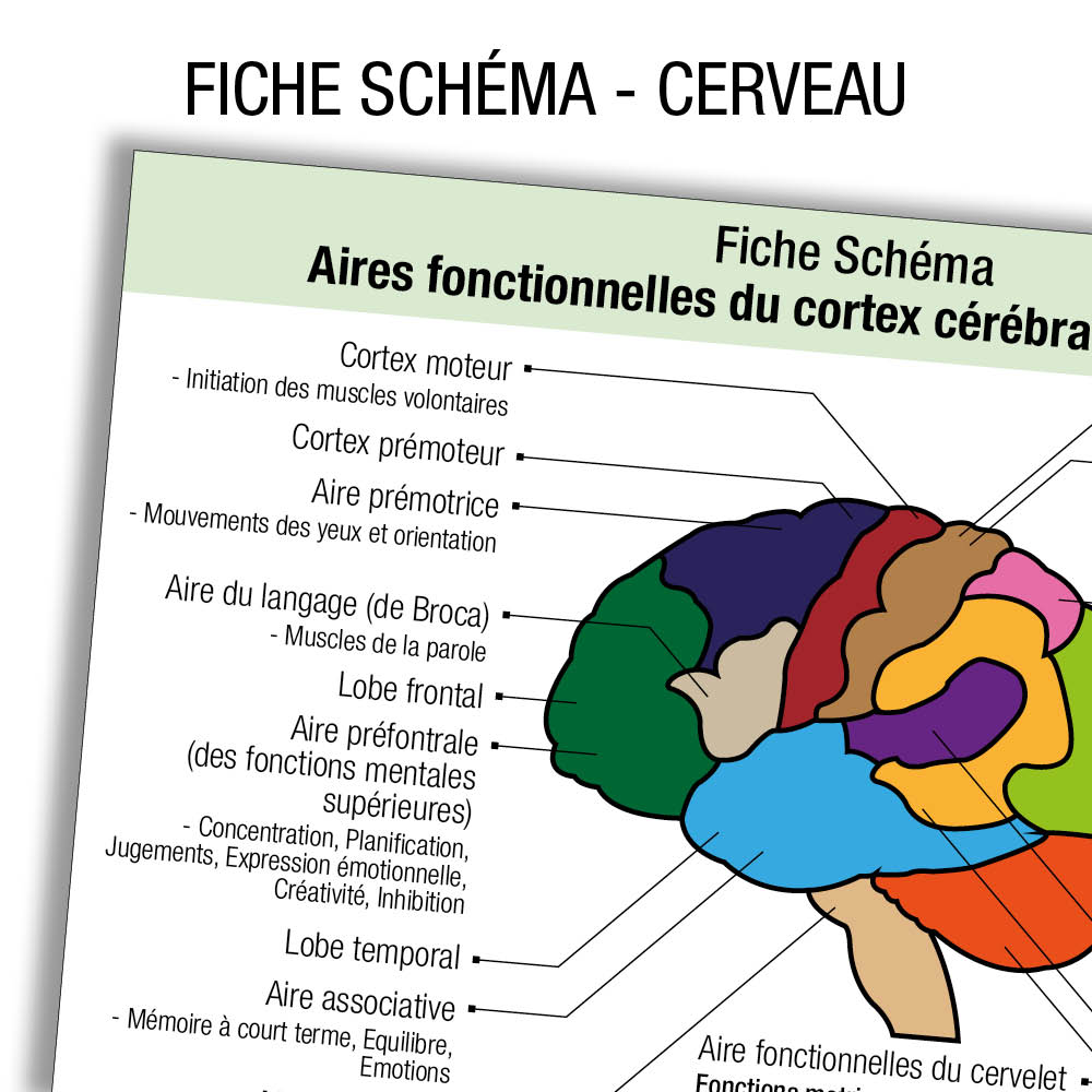 Fiche Revision Etudiant Infirmier Anatomie Cerveau Schema Label Blouse Net Fiche Revision Etudiant Infirmier Anatomie Cerveau Schema Label Blouse Net