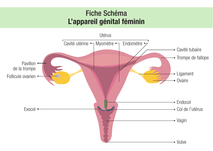 Anatomie de l'appareil génital féminin : schéma et cours IFSI — 1