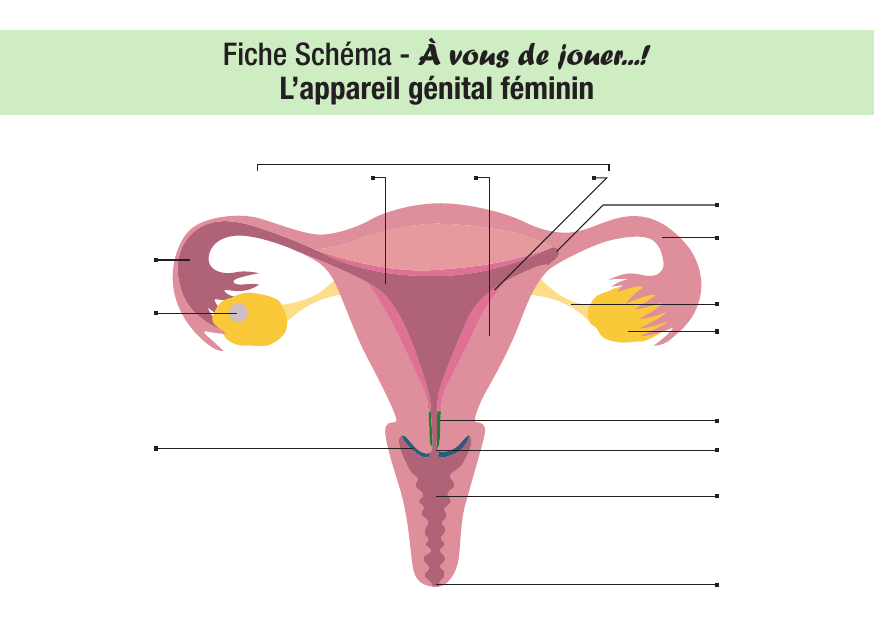 Anatomie de l'appareil génital féminin : schéma et cours IFSI — 2