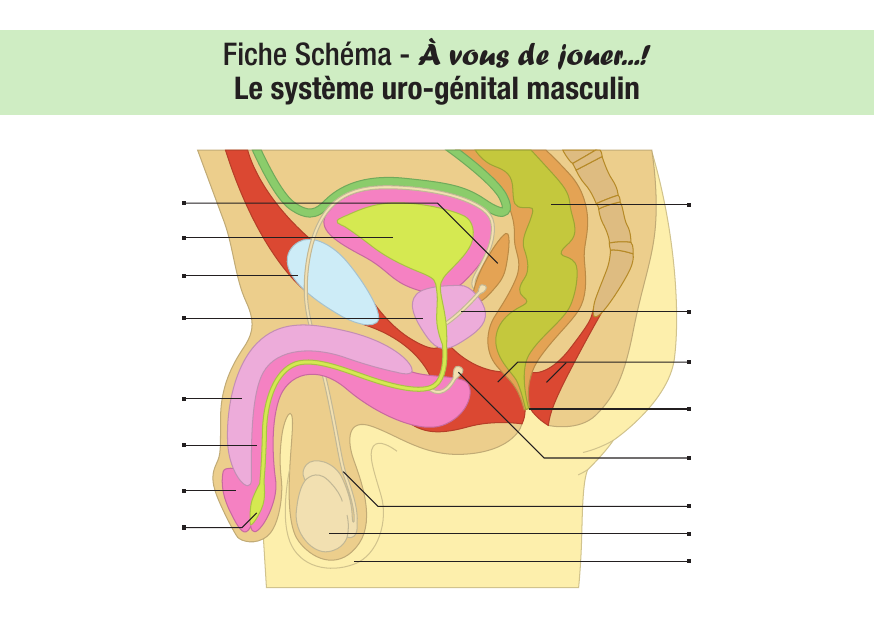 Anatomie de l'appareil génital masculin : schéma et cours IFSI — 2