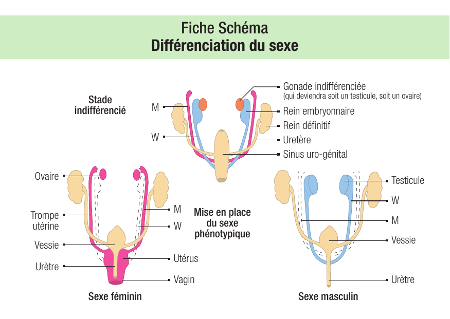 La fécondation : schéma et cours IFSI — 1