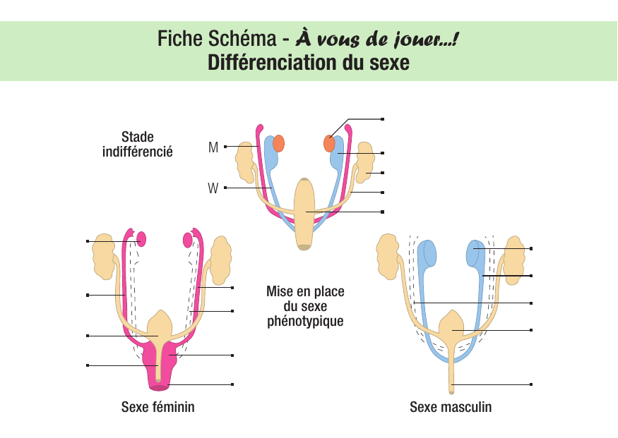 La fécondation : schéma et cours IFSI — 2