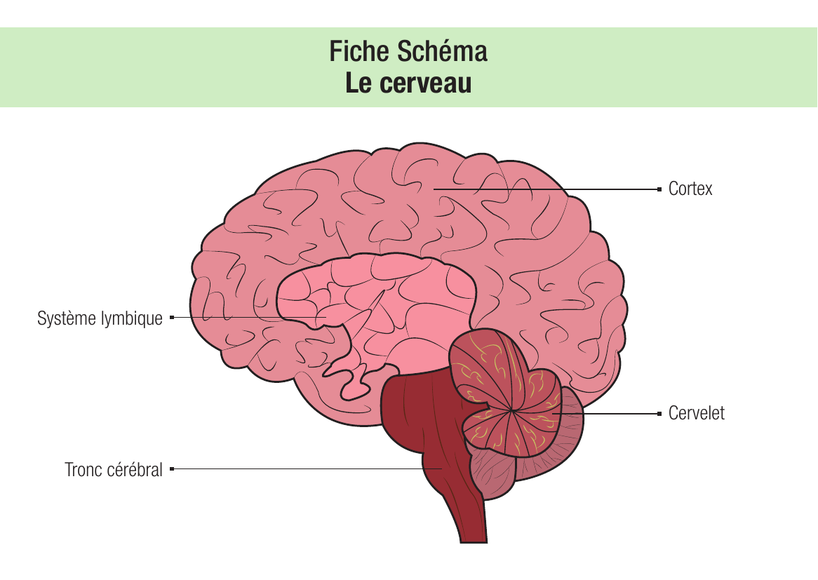 Cerveau : cortex, cervelet, tronc cérébral