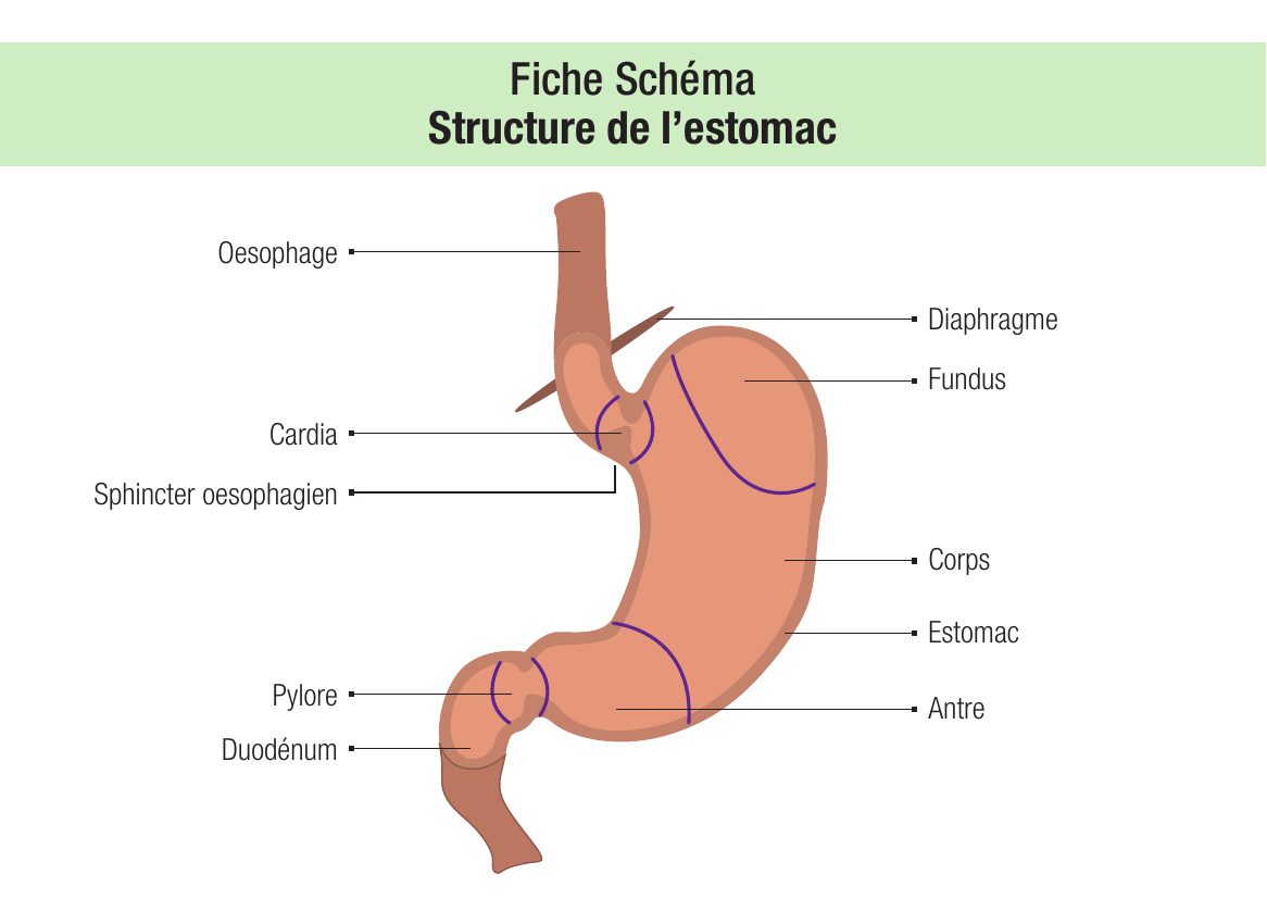 Estomac : cardia, corps, pylore