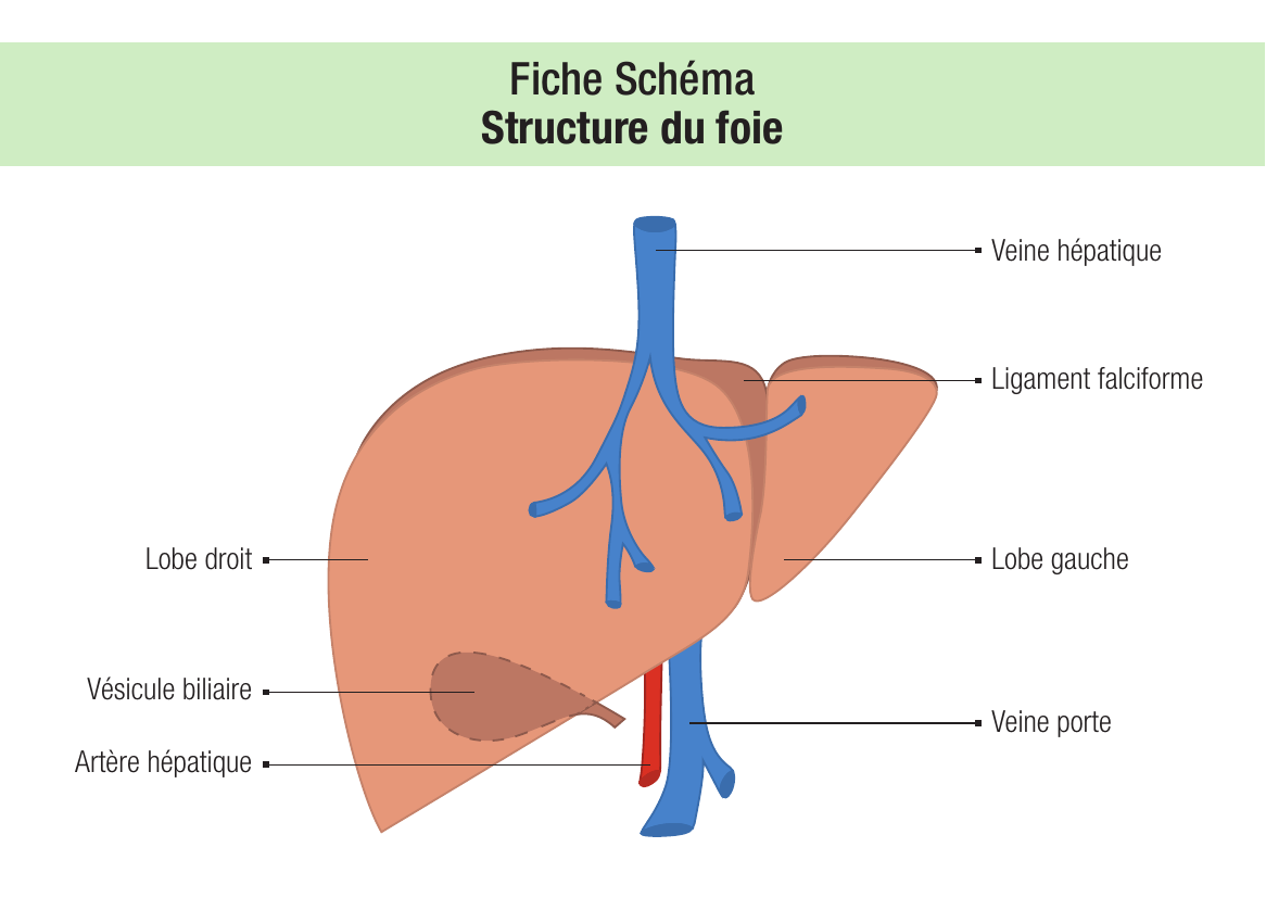 Le foie et les voies biliaires