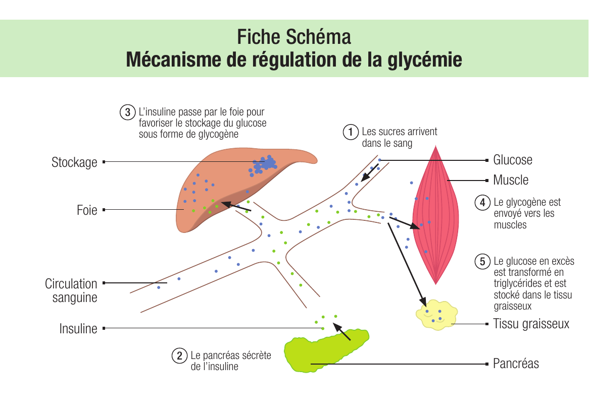 Mécanisme de régulation de la glycémie