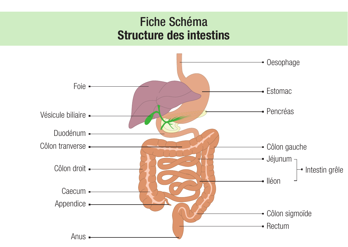 Structure des intestins