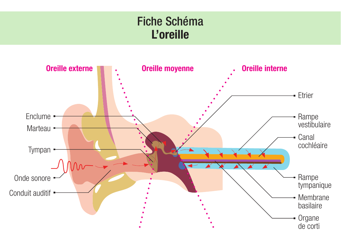 Oreille : externe, moyenne, interne