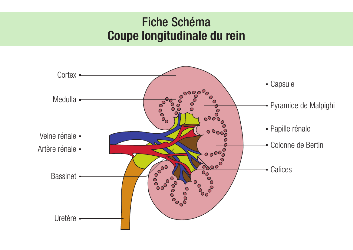 Coupe longitudinale du rein