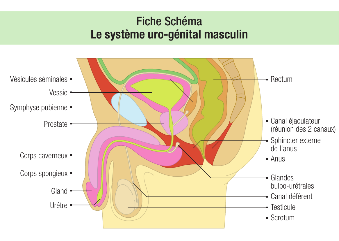 Système uro-génital masculin